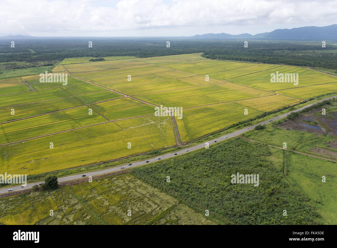 La plantación de arroz en la llanura costera en la frontera la autopista Alcalde Casimiro Teixeira SP-222 Foto de stock