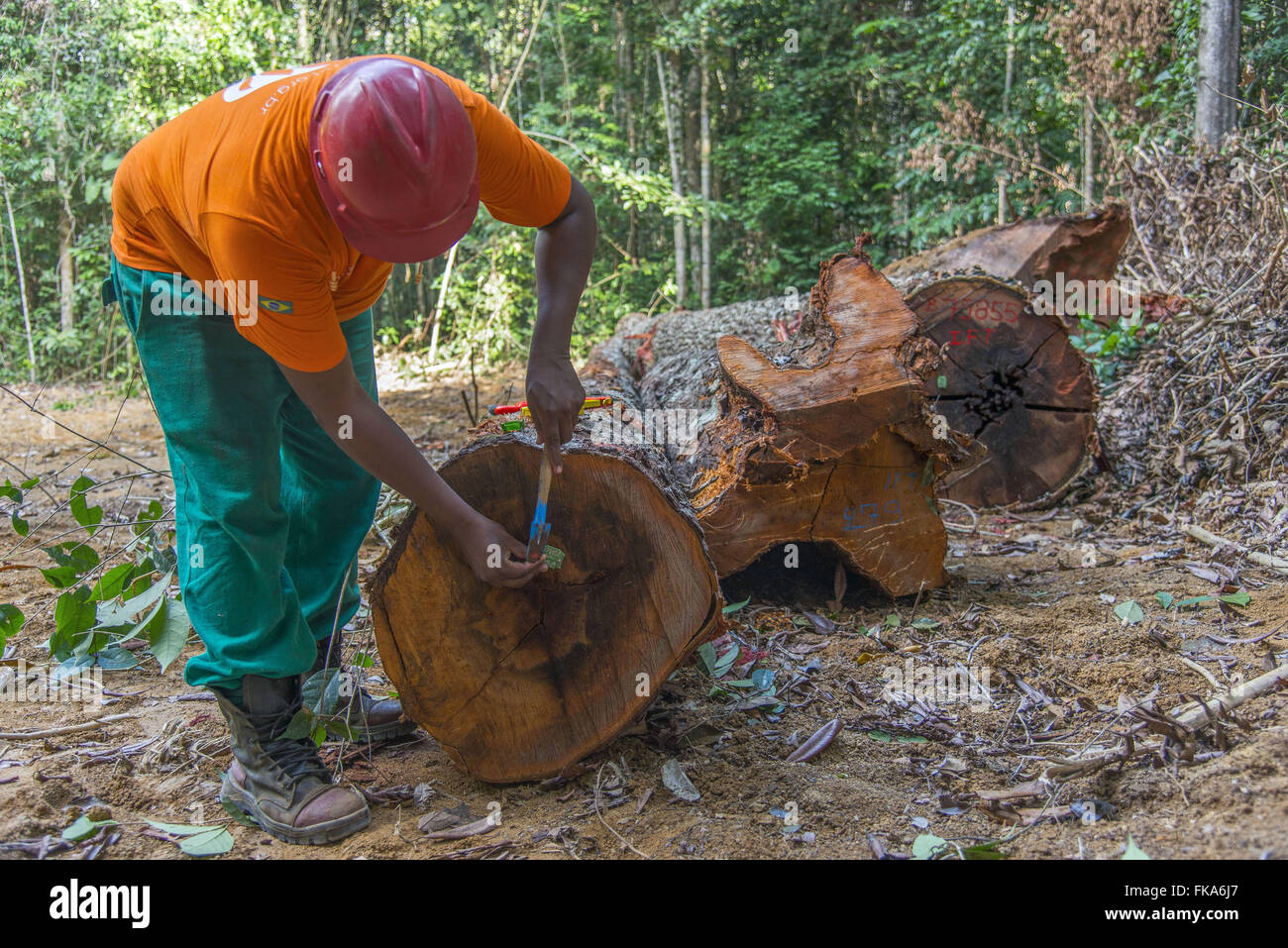 Empleado de la empresa de extracción de madera para el sistema de gestión forestal Foto de stock