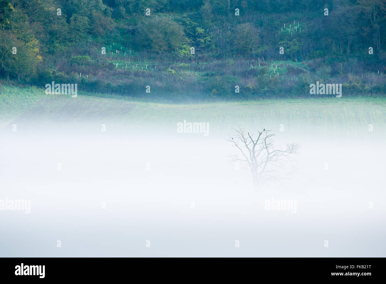 Mist tumbado en el valle a Milborne Wick, Somerset, Inglaterra, Reino Unido. Foto de stock