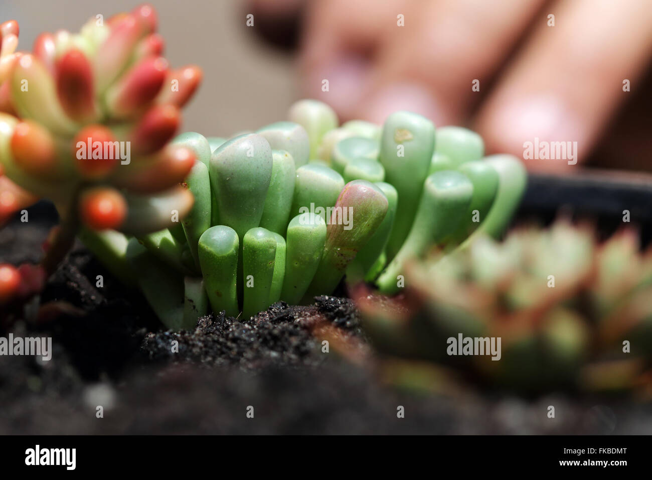 Fenestraria aurantiaca o conocido como dedos de bebés o ventana Planta Foto de stock