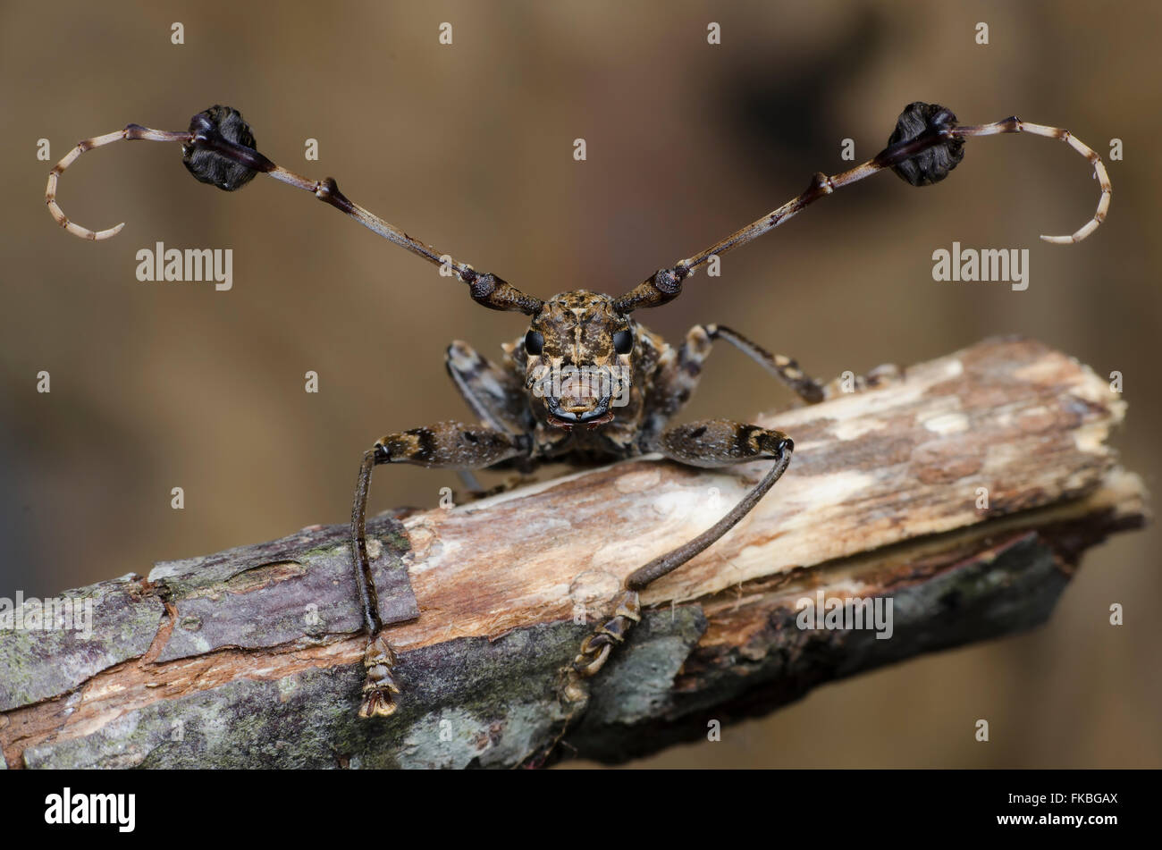 Escarabajo de cuerno largo Foto de stock