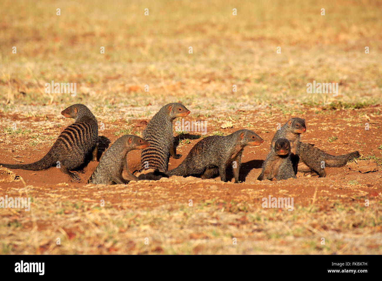 Bandas mangosta, grupo con youngs en den, Parque Nacional Kruger