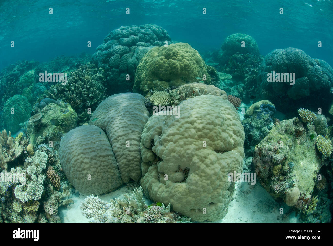 arrecifes de coral del golfo de kutch