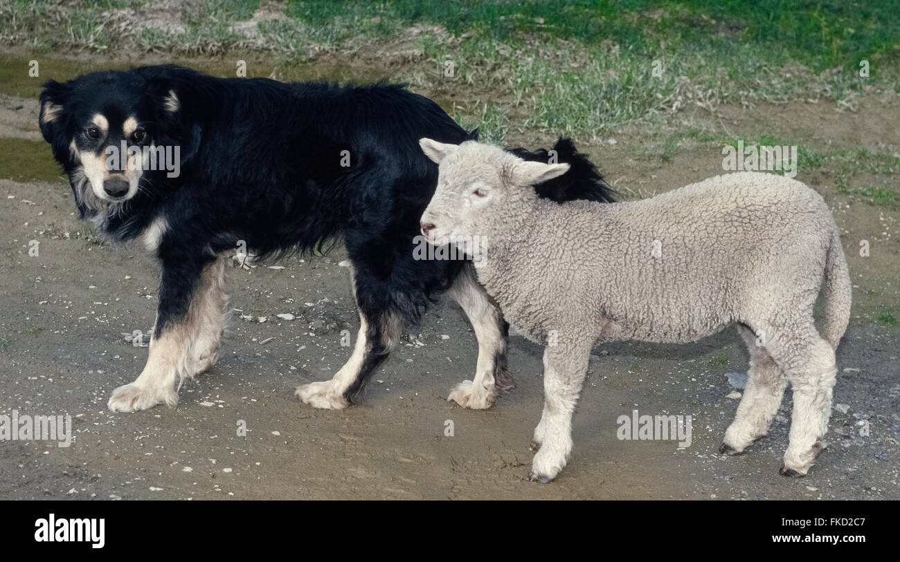Un ovejero y el cordero son amigos en una granja en la región de la Patagonia Argentina en América del Sur. Perros de pastor se utilizan tradicionalmente para conducir, tienden y guardia rebaños de ovejas. Foto de stock