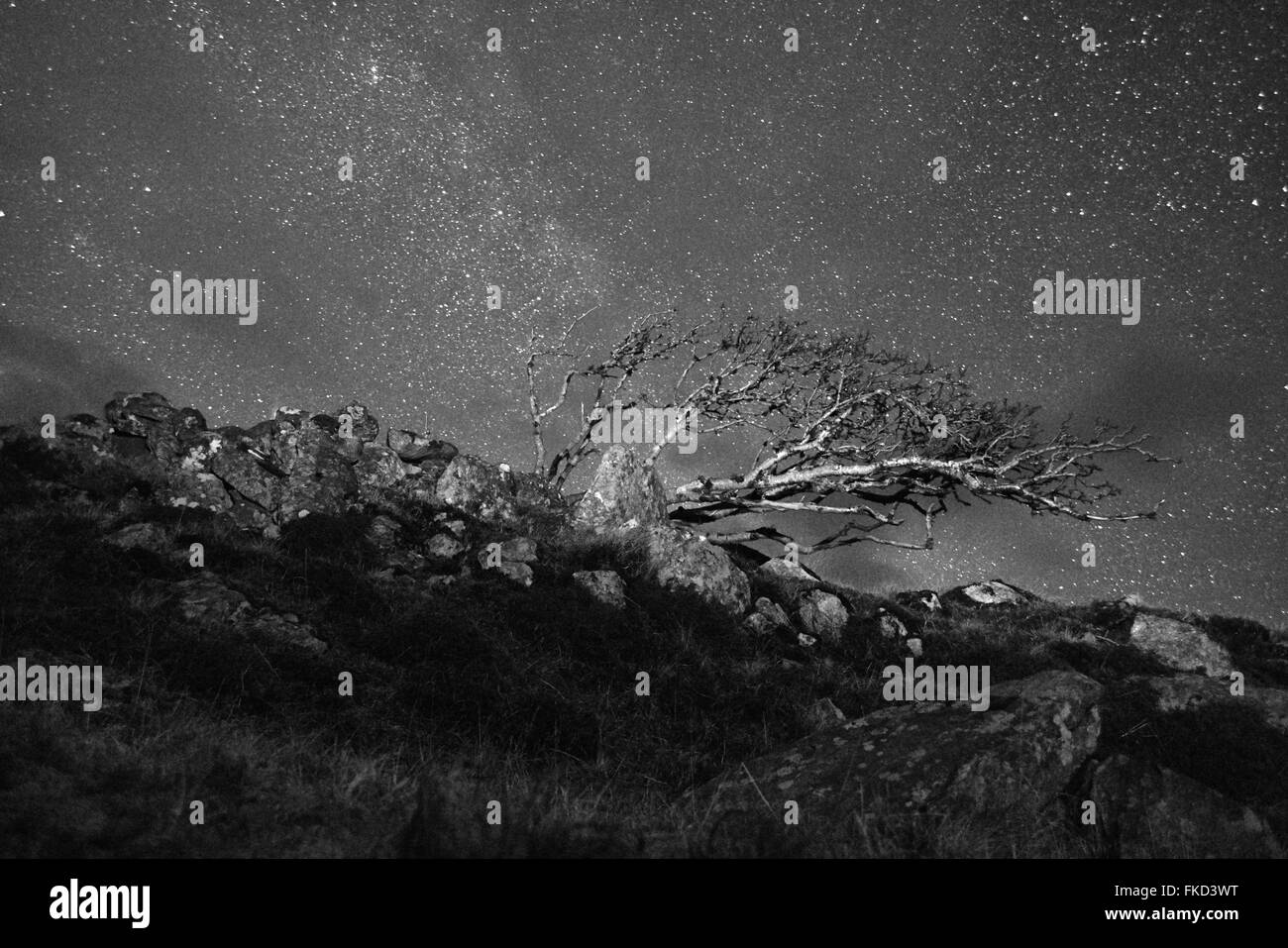 El viento Rowan tree (Sorbus aucuparia) contra un cielo estrellado. La isla de Lewis. Escocia. Blanco y negro Foto de stock