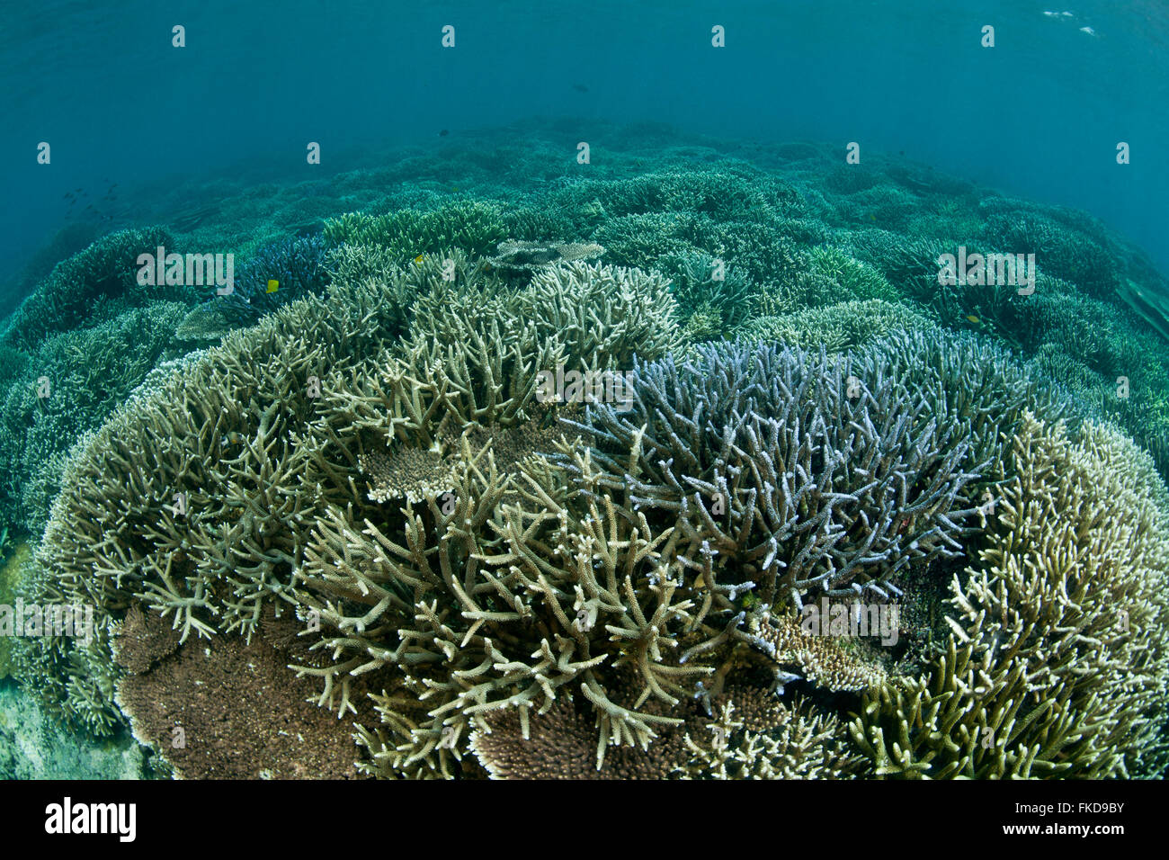 Los arrecifes de coral tropicales en el triángulo de Coral. Foto de stock