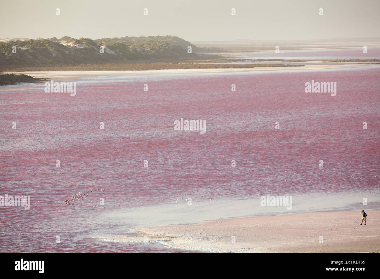 Wendy hollar audazmente a las orillas de la Laguna rosa Hutt en Puerto San Gregorio, en el oeste de Australia Foto de stock