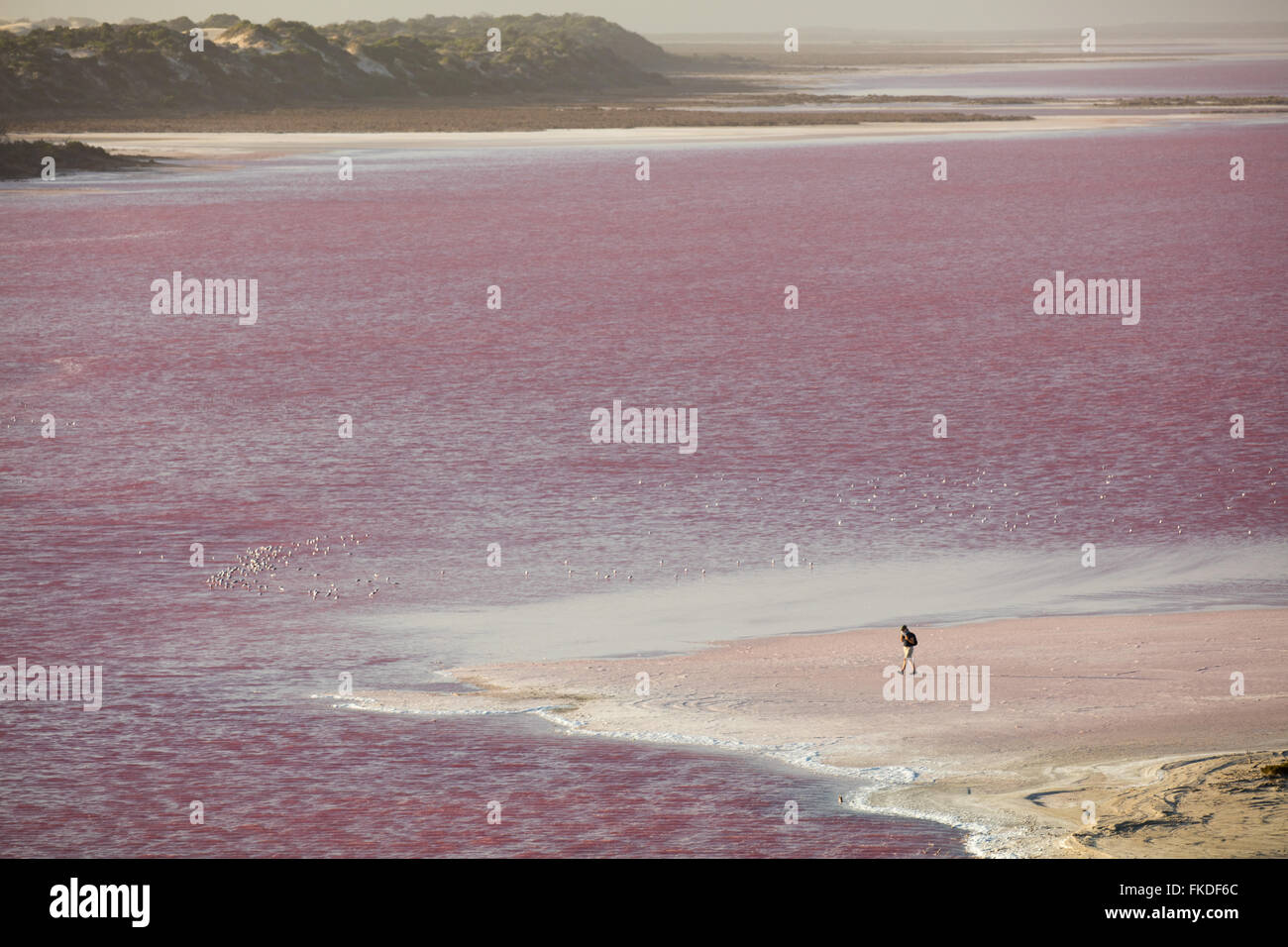 Wendy hollar audazmente a las orillas de la Laguna rosa Hutt en Puerto San Gregorio, en el oeste de Australia Foto de stock