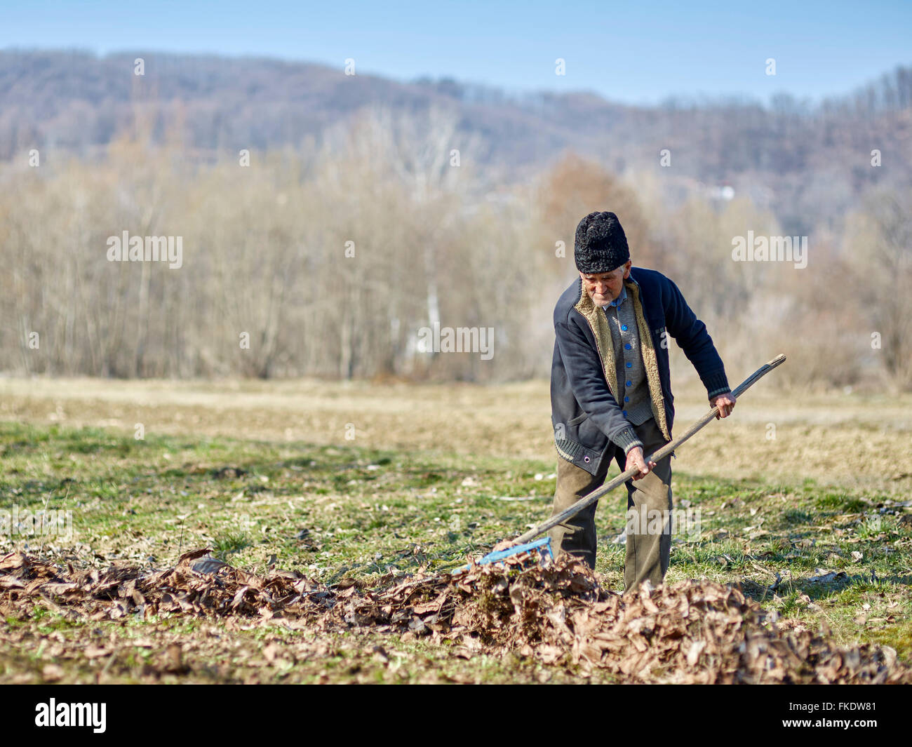 Limpieza agricultor Senior las hojas muertas de un huerto de nogal Foto de stock