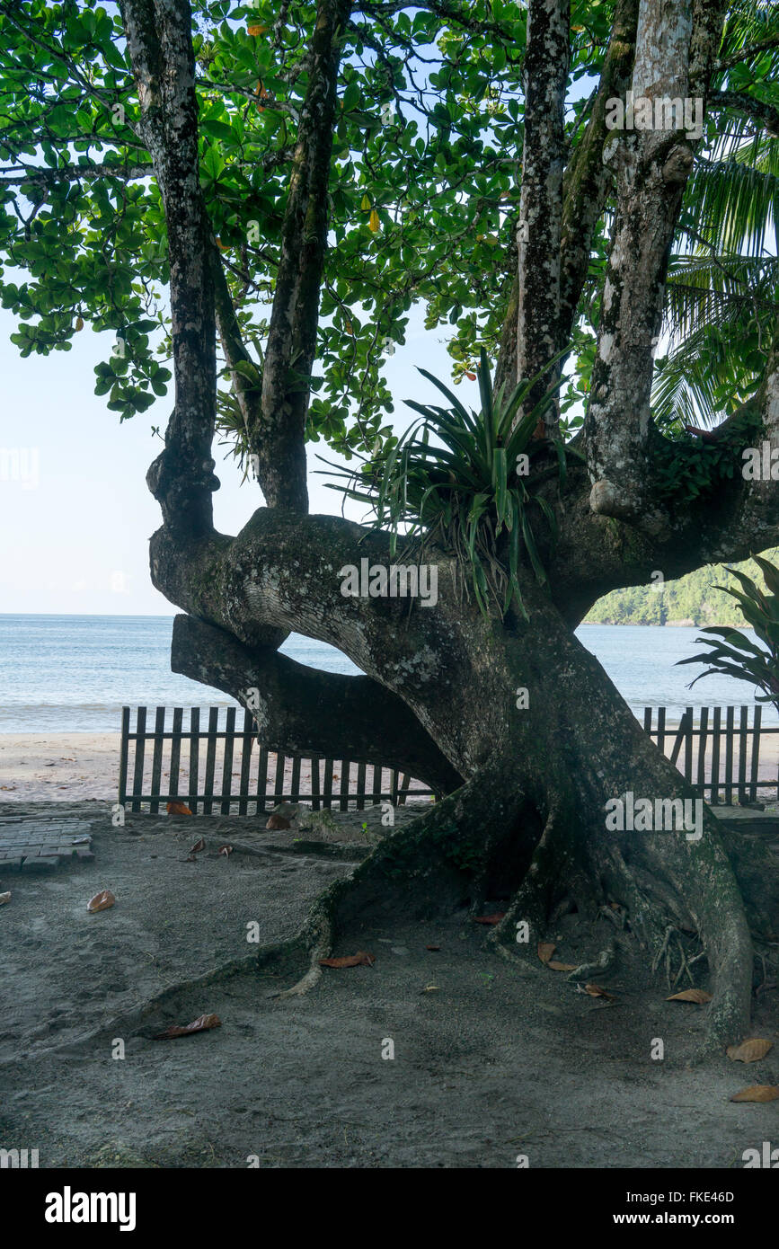 Scénic con dirección vista de un árbol en la playa de arena, Trinidad, Trinidad y Tobago Foto de stock