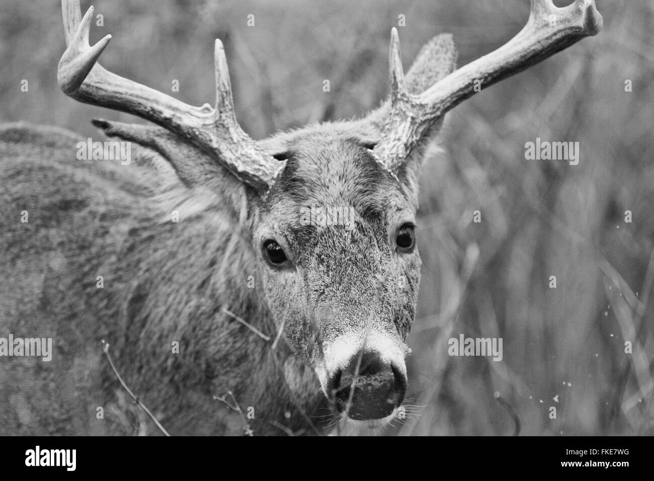 Lindo gracioso retrato de los ciervos machos con cuernos Foto de stock