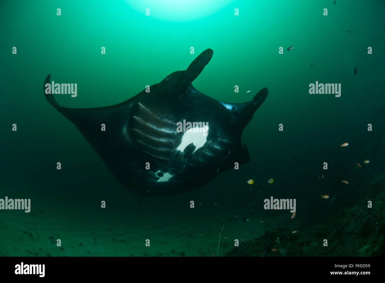Manta Ray (Manta birostris) en aguas ricas en plancton obtención limpia por wrasses. Foto de stock