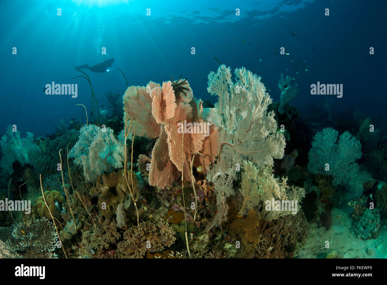 Hermosos arrecifes de corales en el ventilador con los buceadores. Foto de stock