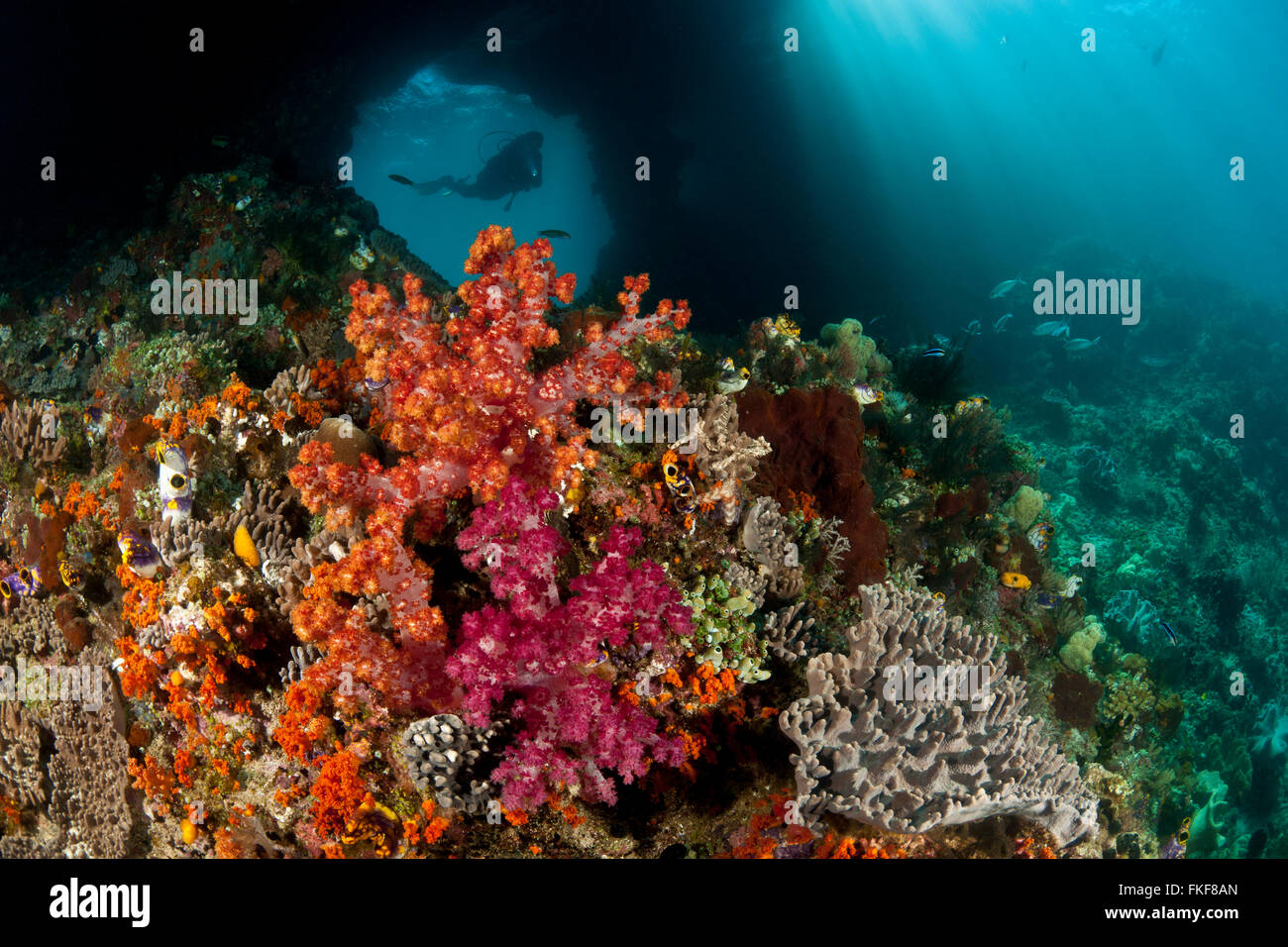 Grieta de coral y nadar agujero en el arrecife con buzo. Foto de stock