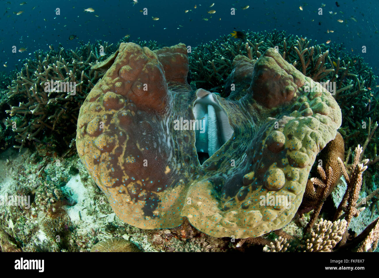 Almeja gigante (Tridacna gigas) en el arrecife. Foto de stock