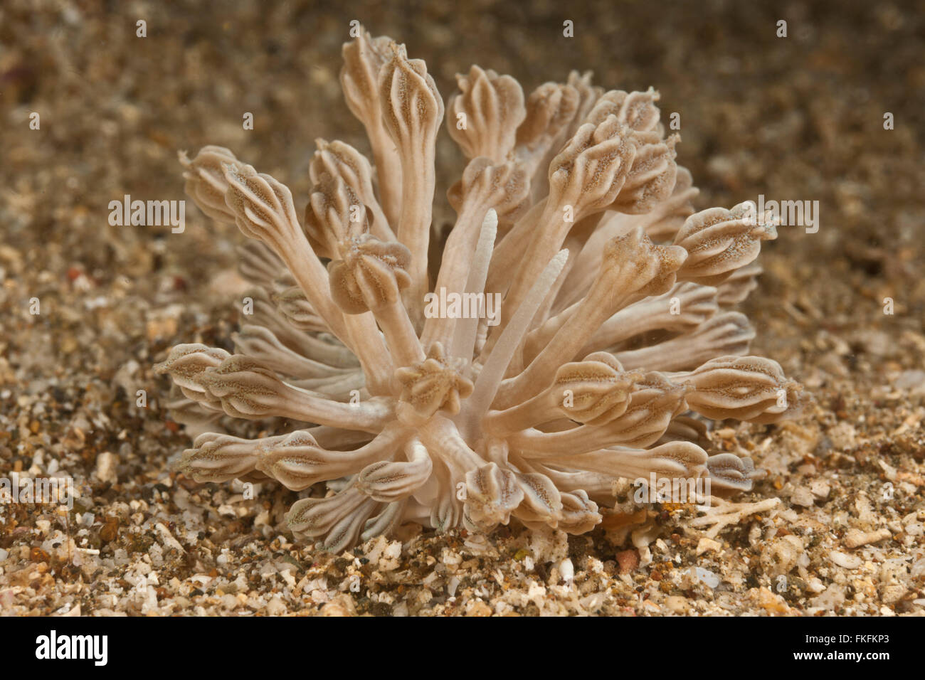 Un nudibranch simulando un coral blando Xenia - (Phyllodesmium rudmani) Foto de stock