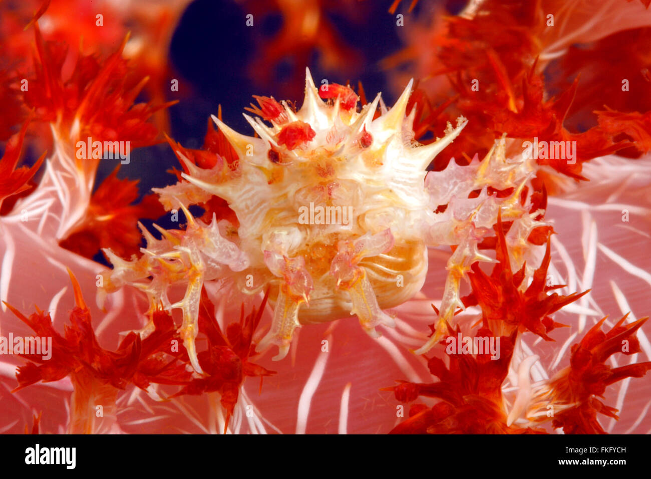 Los corales blandos o caramelo Cangrejo Cangrejo, Hoplophrys oatesii. Hembra con huevos. Foto de stock