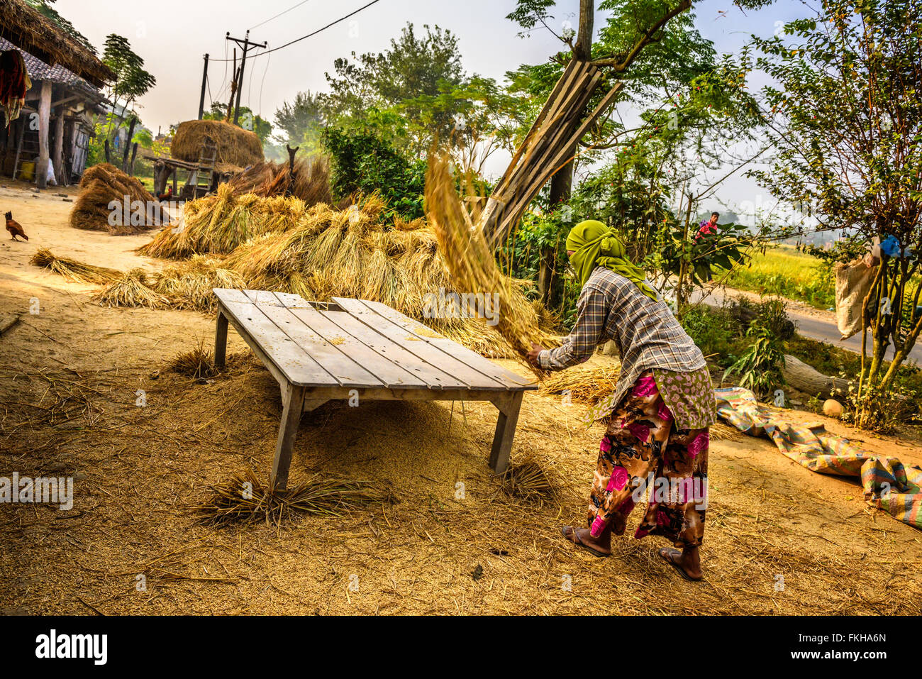 Mujer nepalesa grano trillado manualmente en una granja Foto de stock