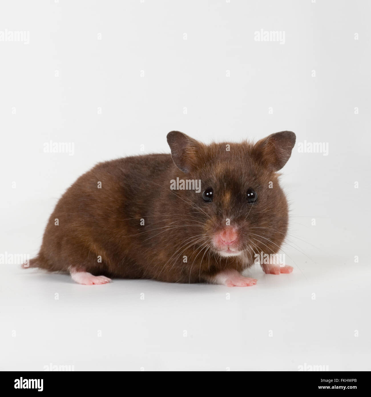 Hamster en studio Foto de stock