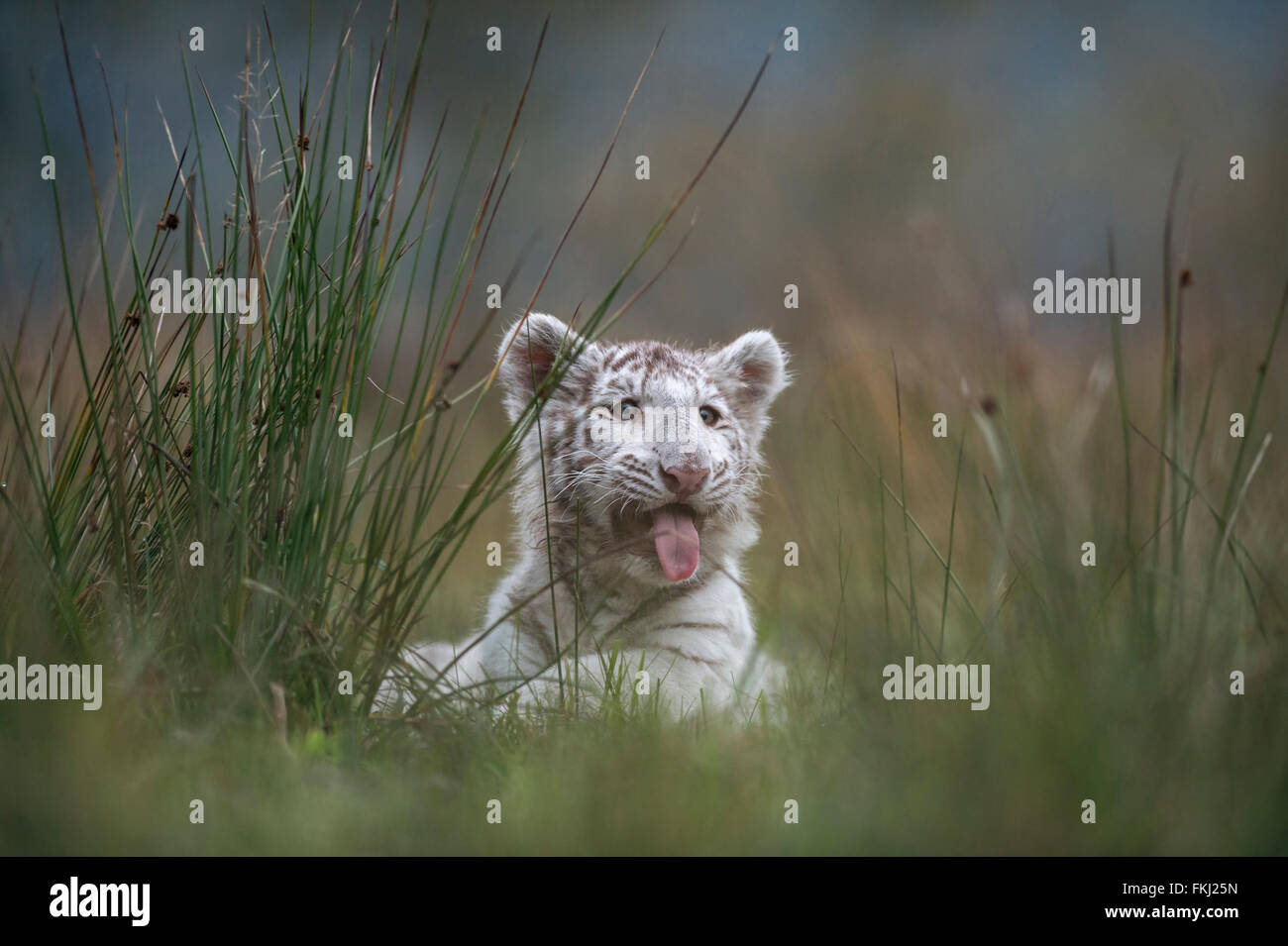 Tigre de Bengala / Koenigstiger ( Panthera tigris ), blanco lindo cub, descansa, escondido detrás de un arbusto de pasto, jadeando para respirar. Foto de stock