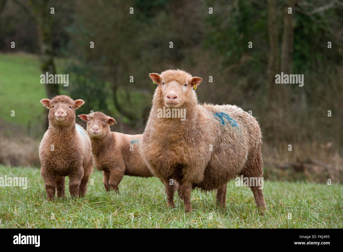 Su oveja y dos corderos Foto de stock