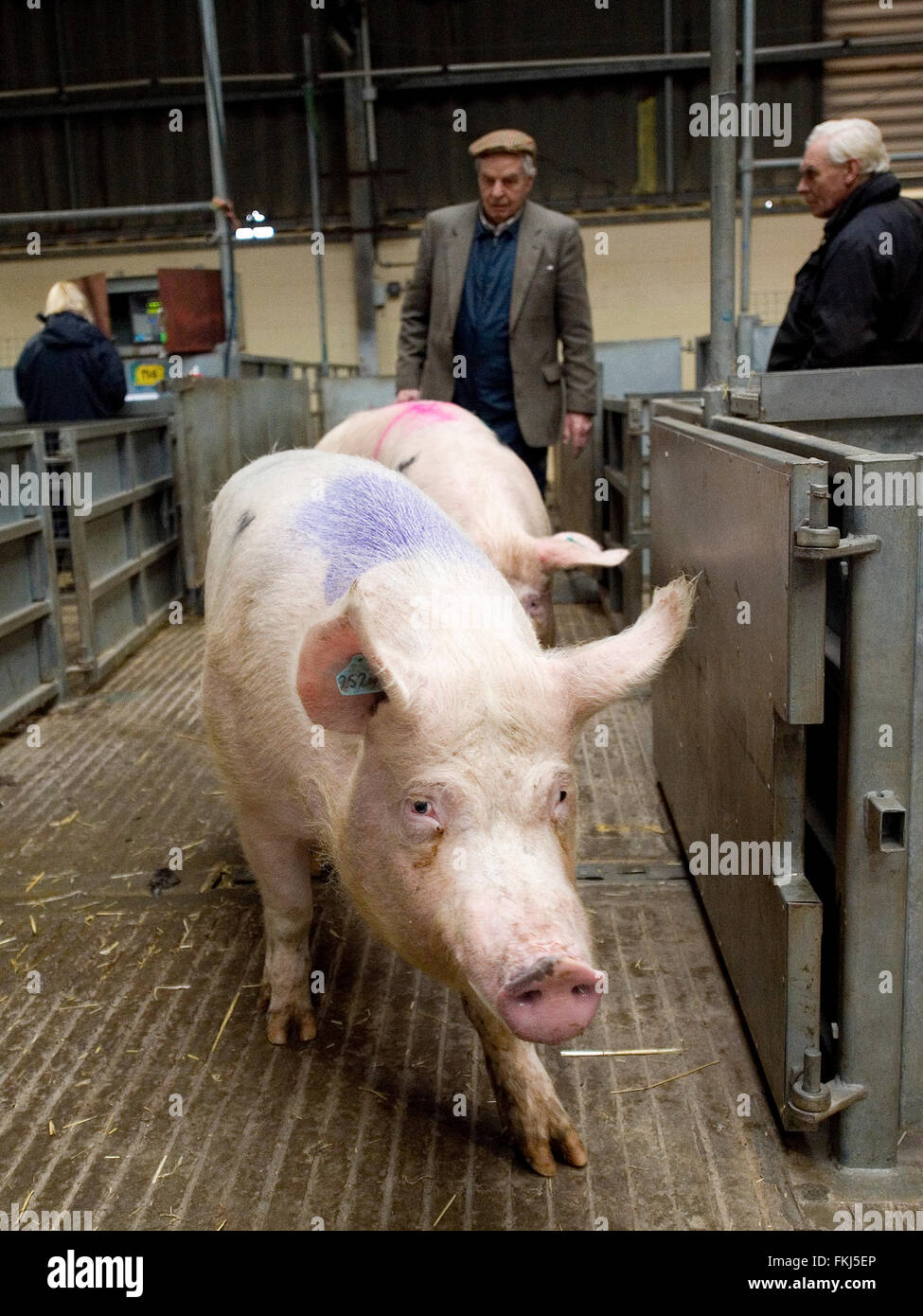 Cerdos en el mercado de ganado Foto de stock