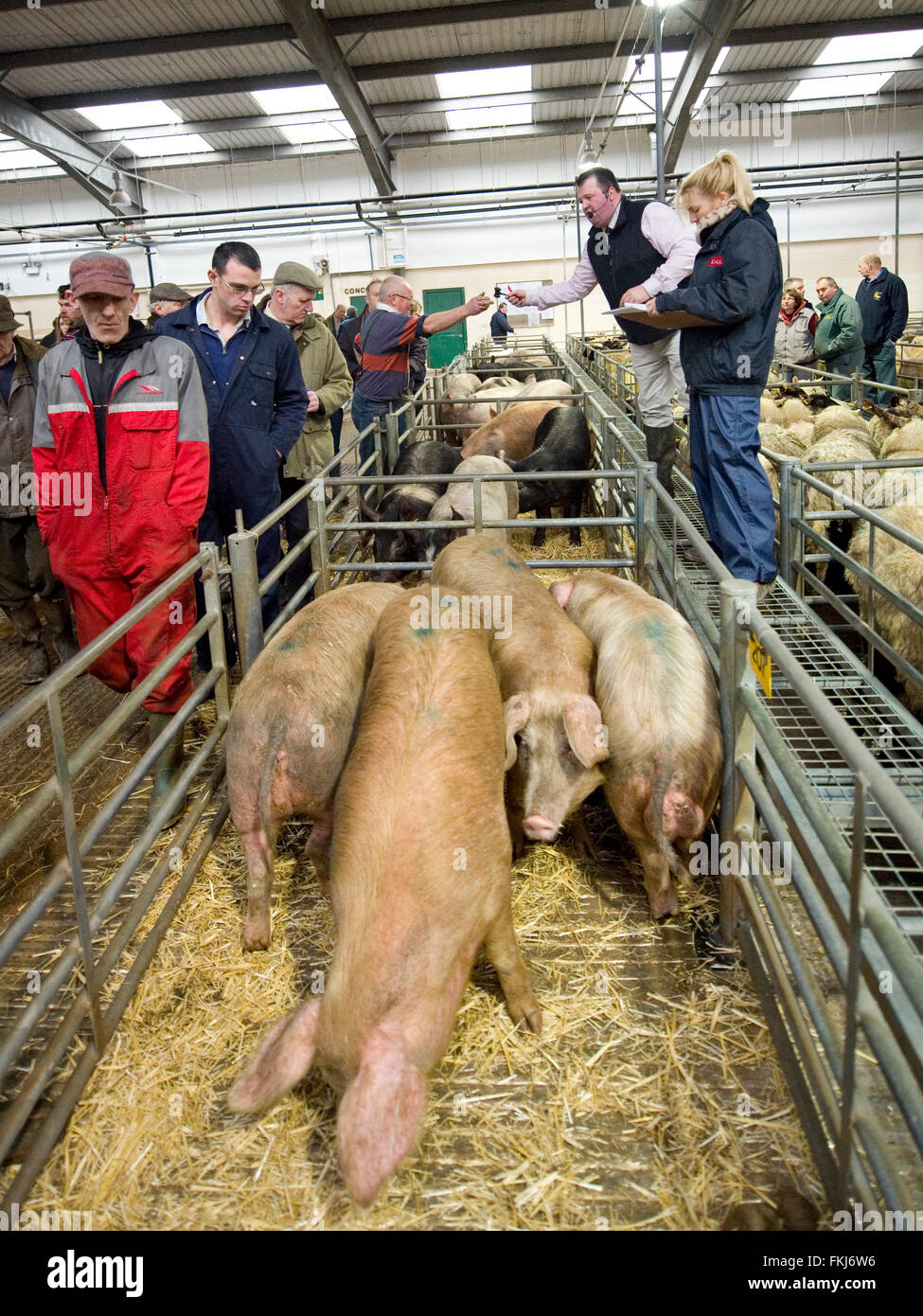 Subasta de ganado porcino Foto de stock