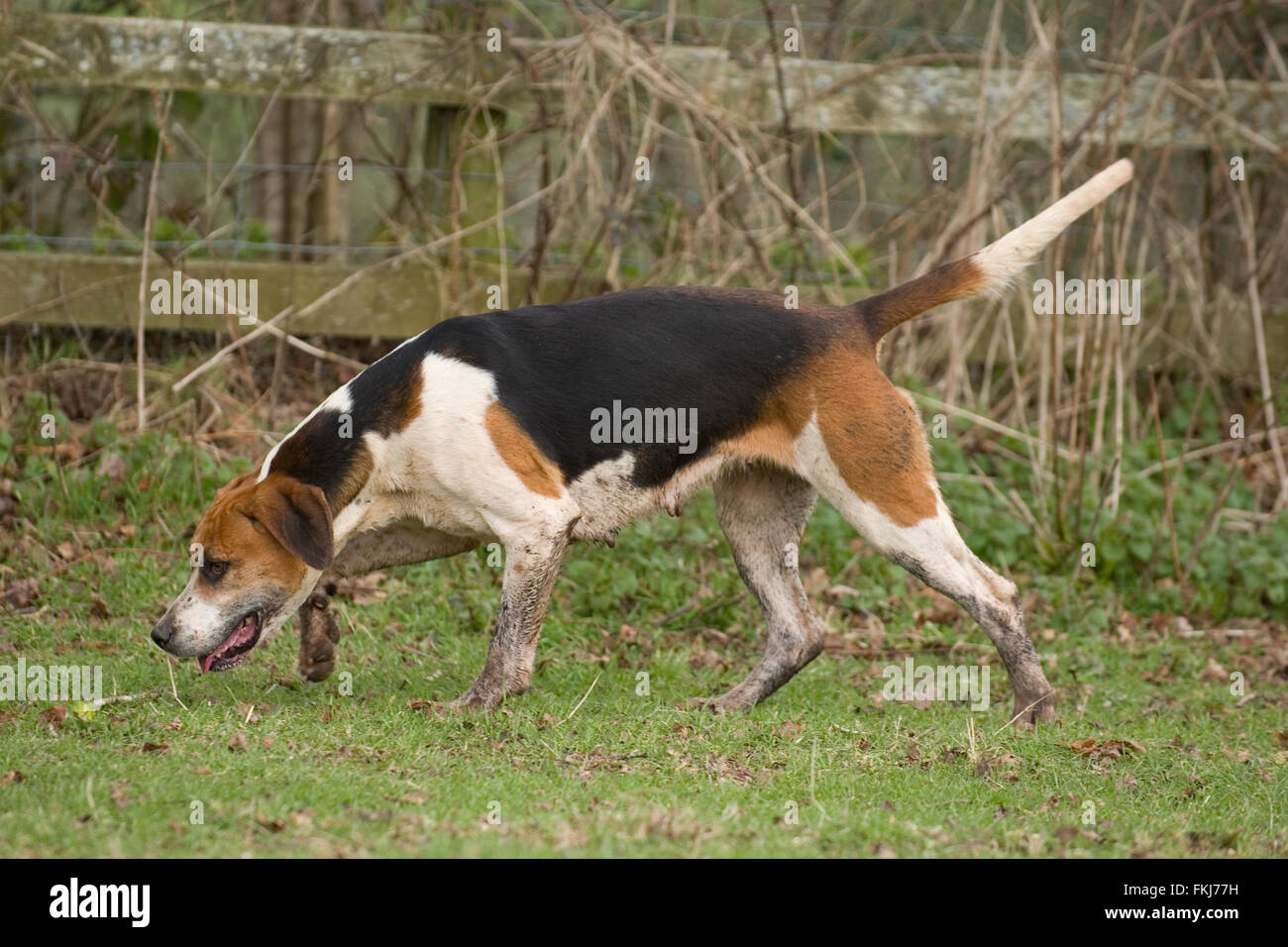 Foxhound caza Foto de stock