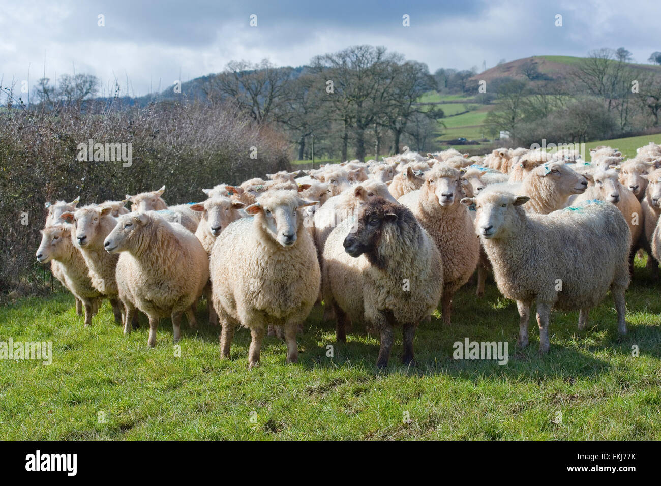 Rebaño de ovejas cerrar Foto de stock