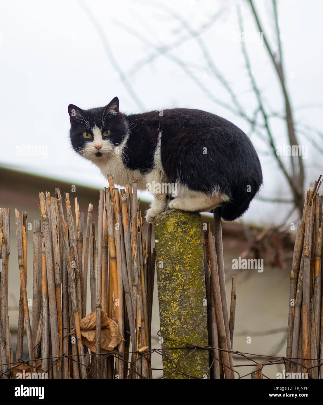 Cat en una valla. Vecinos gato está mirando al fotógrafo Fotografía de  stock - Alamy