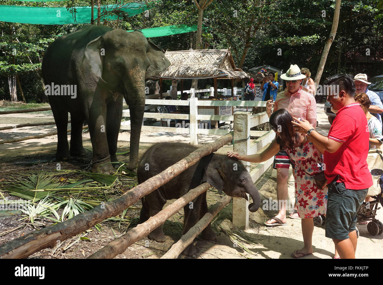 La Cascada Na Muang nº1 con carcasa de elefante, Koh Samui, Tailandia Foto de stock