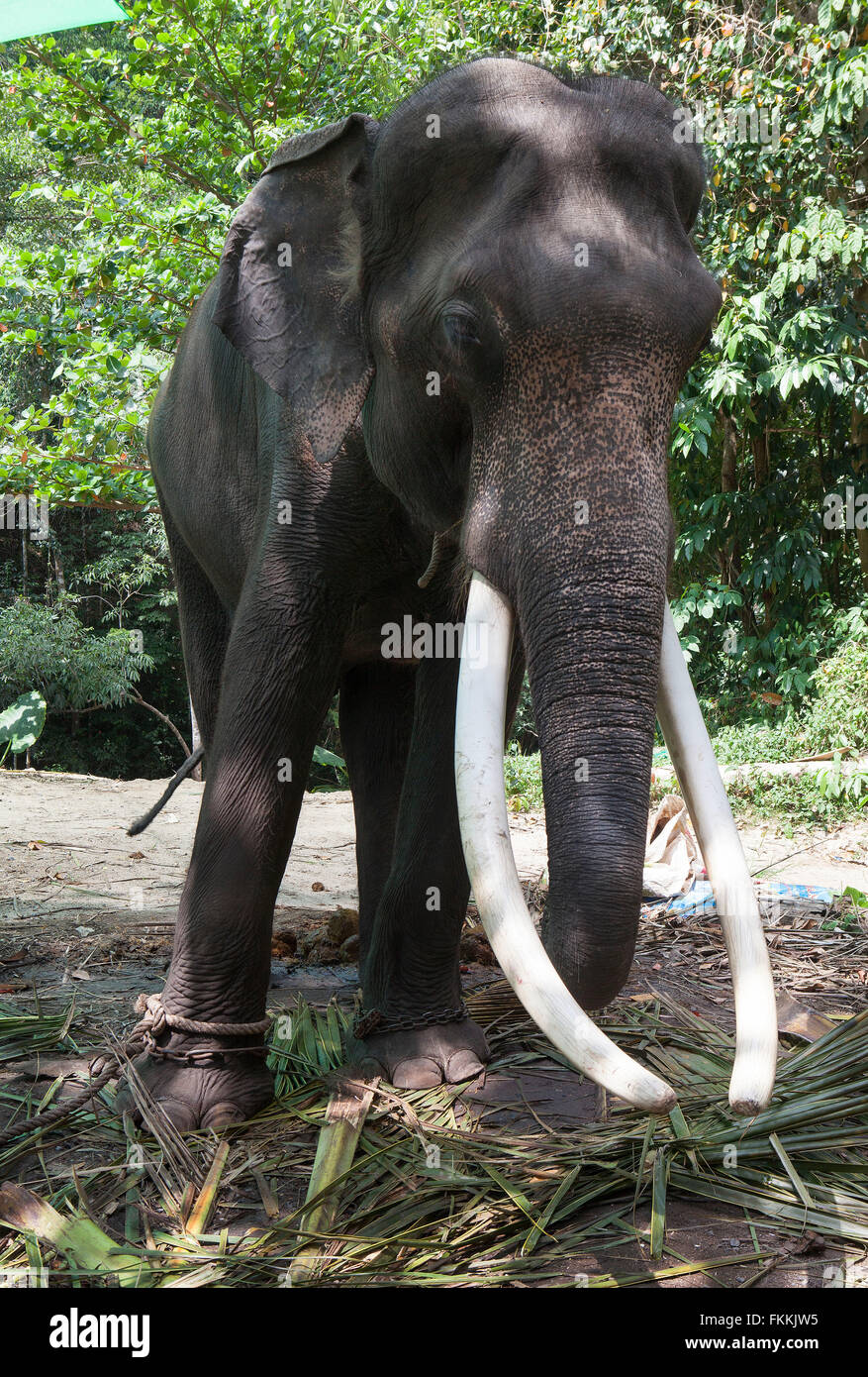 La Cascada Na Muang nº1 con carcasa de elefante, Koh Samui, Tailandia Foto de stock