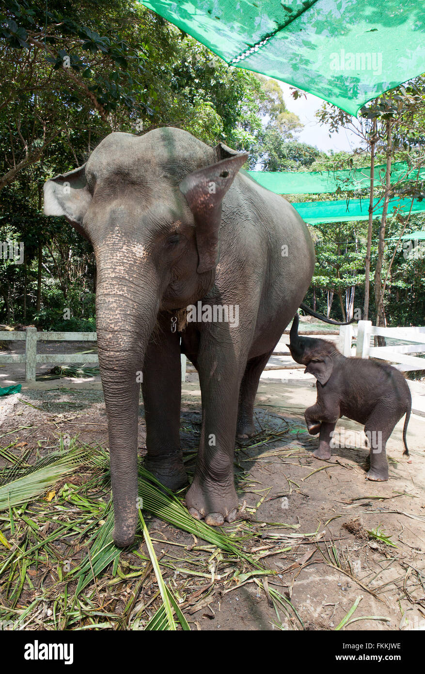 La Cascada Na Muang nº1 con carcasa de elefante, Koh Samui, Tailandia Foto de stock