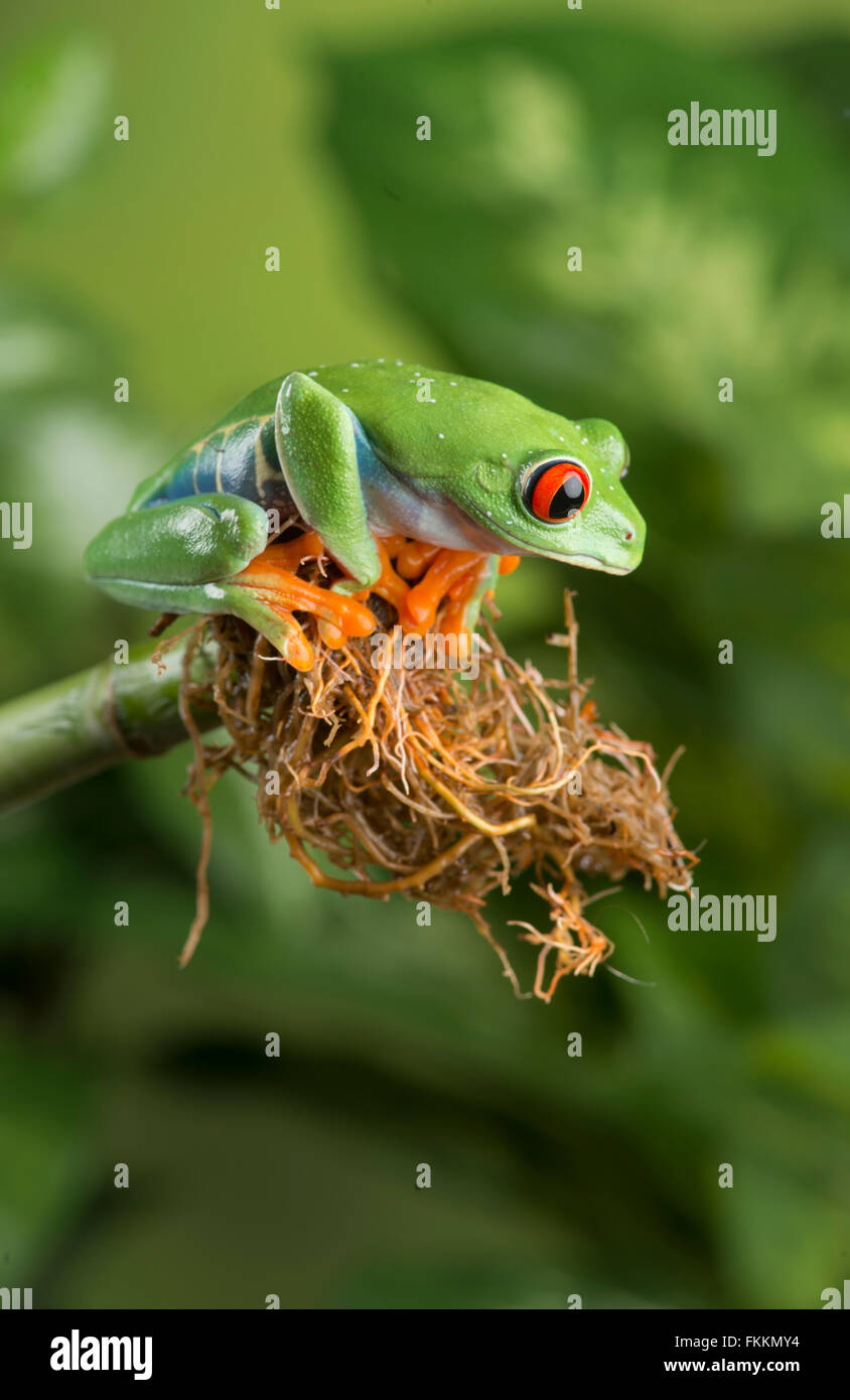 Red-Eyed Tree Frog (Agalychnis callidryas). Controlado, studio Foto de stock