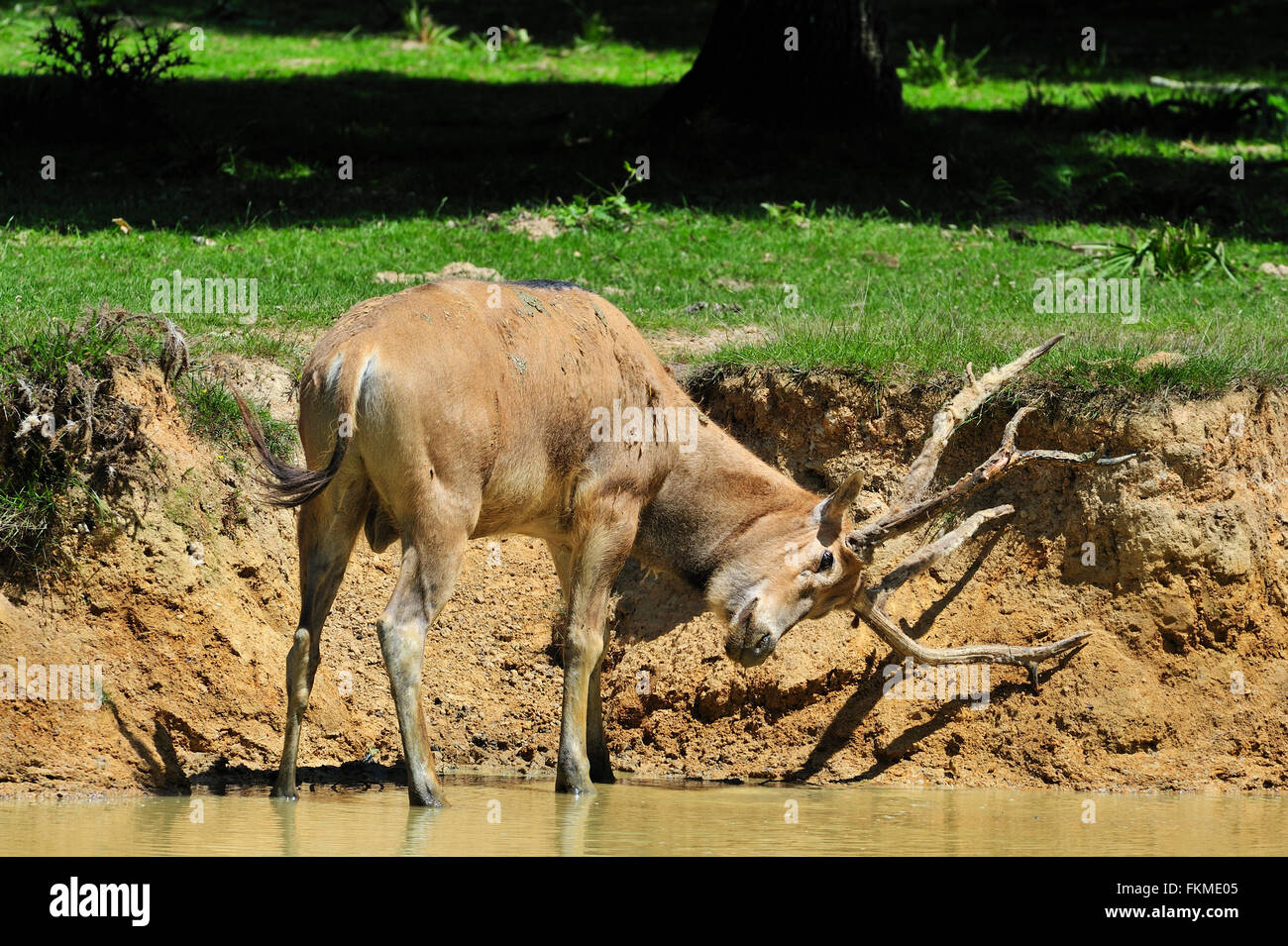 Pere David deer / Milu (Elaphurus davidianus) de pie en el río y rozando el terciopelo de su cornamenta, nativa de China Foto de stock