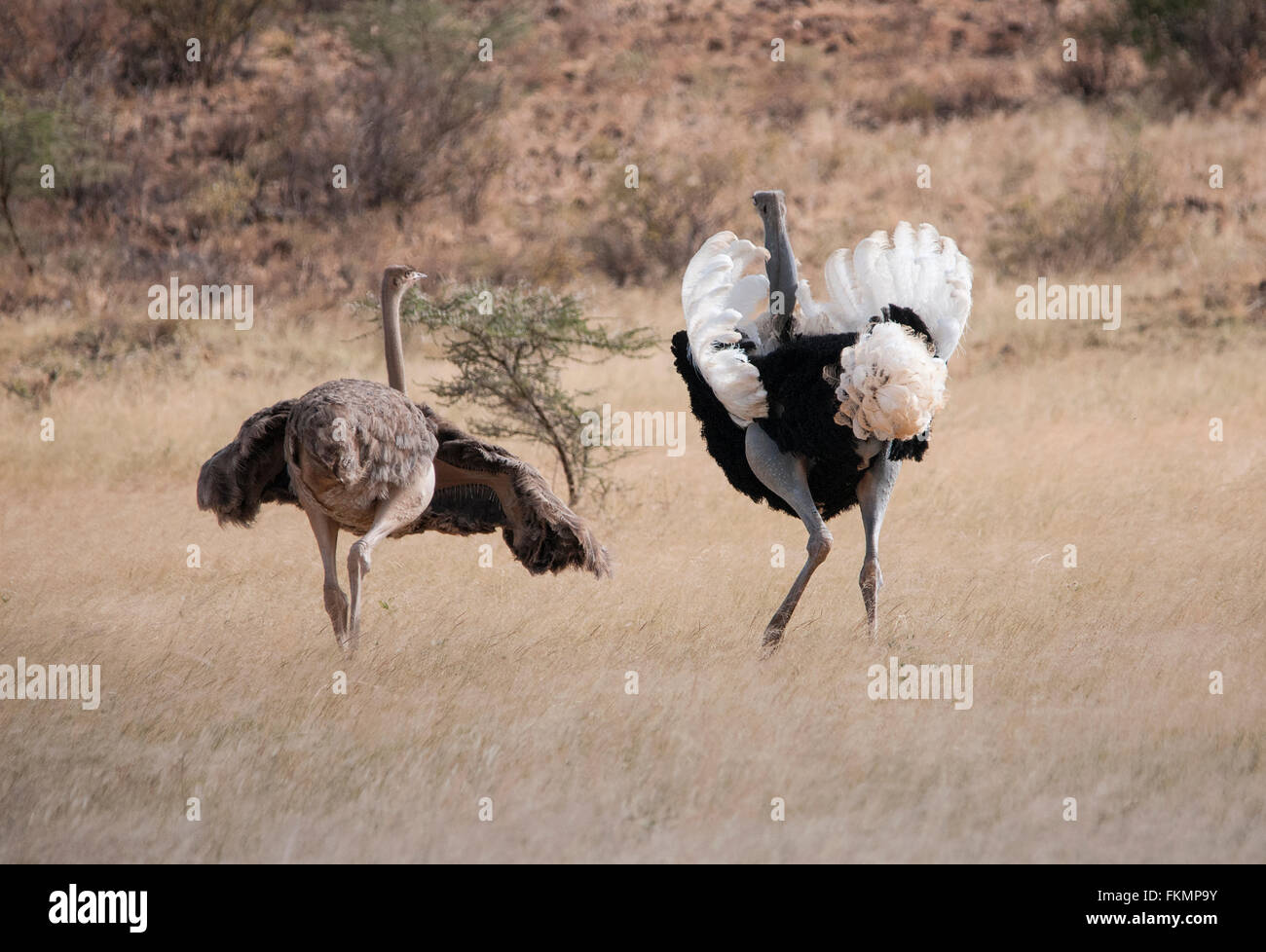 Macho y hembra de avestruz somalí (Struthio camelus molybdophanes) mostrando el comportamiento de cortejo, Samburu, Kenia, África Oriental Foto de stock