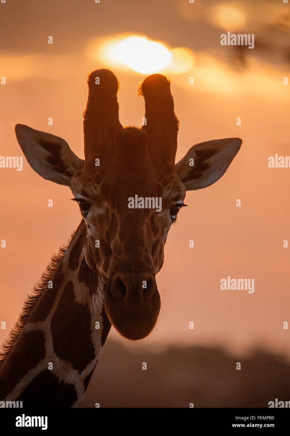Jirafa reticulada macho (Giraffa camelopardalis reticulata) al atardecer, Reserva Nacional de Samburu, Kenia, África Oriental Foto de stock