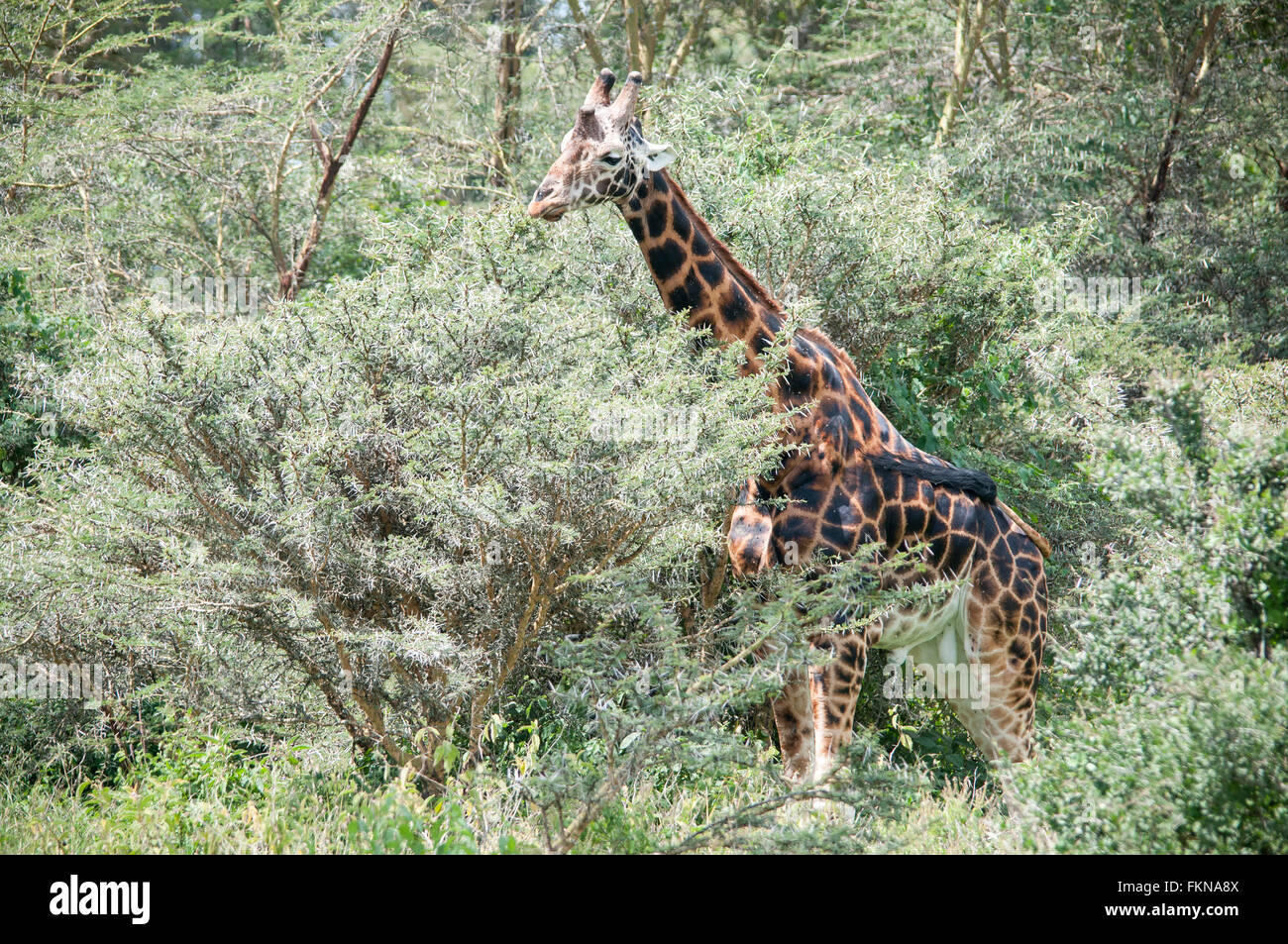 Jirafa de Rothschild (Giraffa camelopardalis rothschildi), el Parque Nacional lago Nakuru, Kenya, Africa Oriental Foto de stock