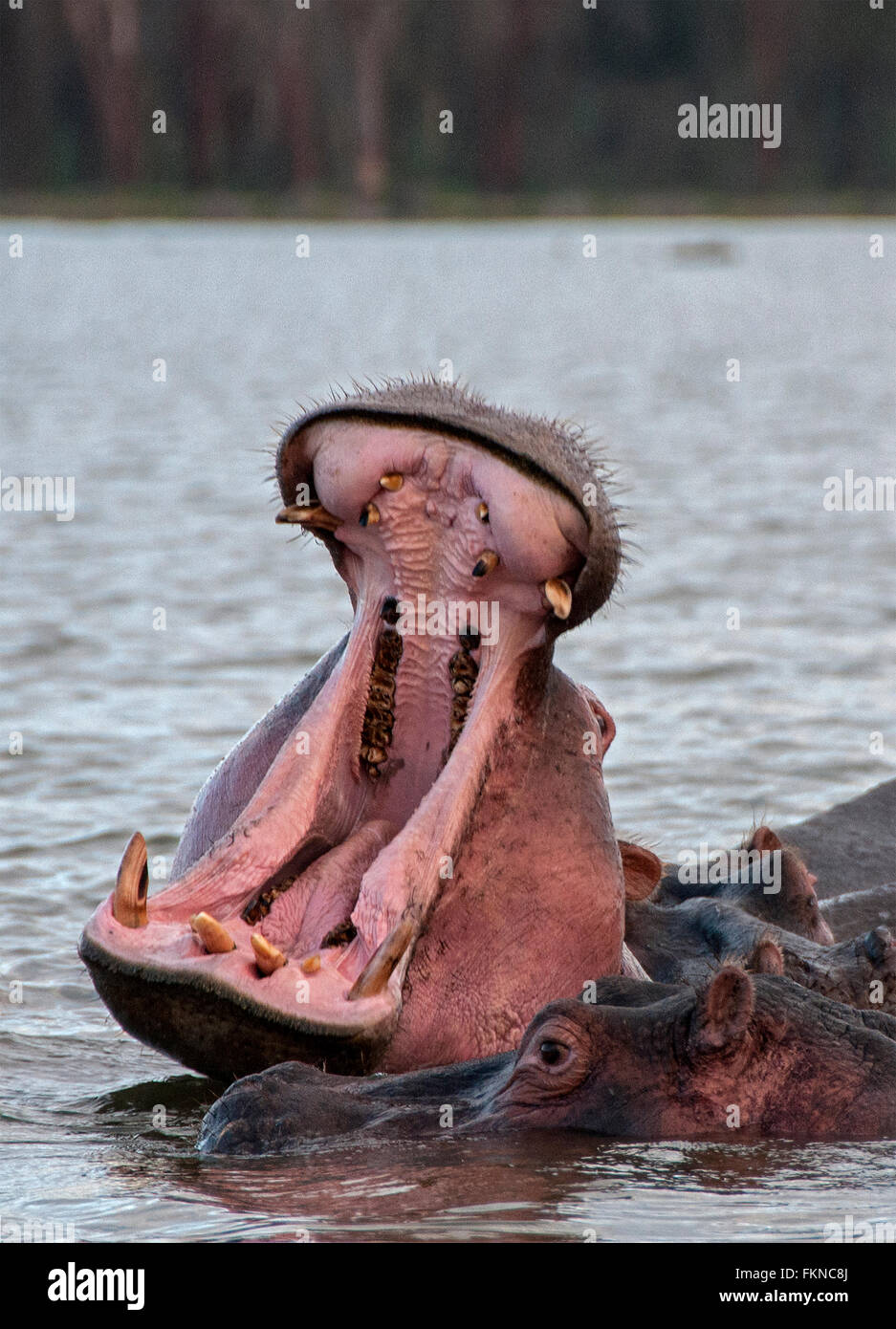 Hipopótamo (Hippopotamus amphibius) con pantalla de advertencia, el lago Naivasha, el Gran Valle del Rift, Kenia, África Oriental Foto de stock