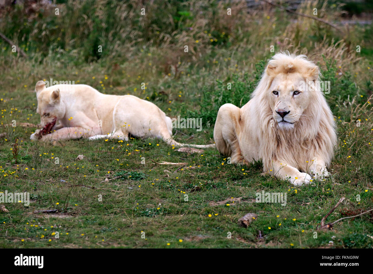 León Blanco, forma, África / (Panthera leo) Foto de stock