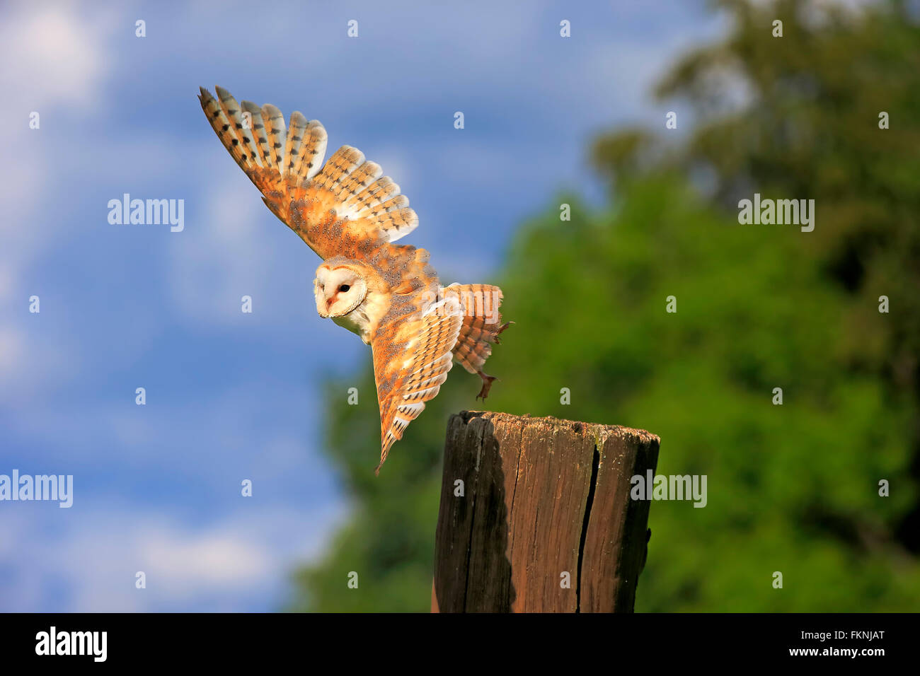Lechuza, Eifel, Alemania, Europa / (Tyto alba) Foto de stock