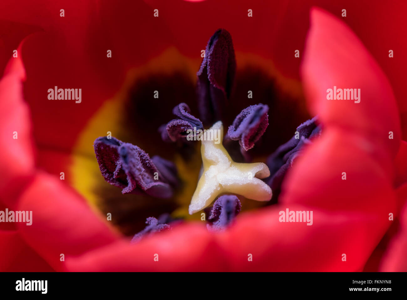 Antera dentro de un tulipán rojo con un enfoque macro Foto de stock