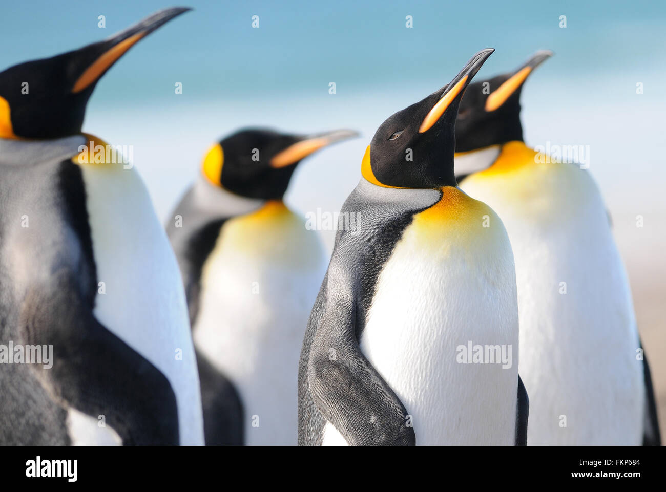 Pingüinos rey (Aptenodytes patagonicus). La Isla Saunders, Islas Malvinas Foto de stock