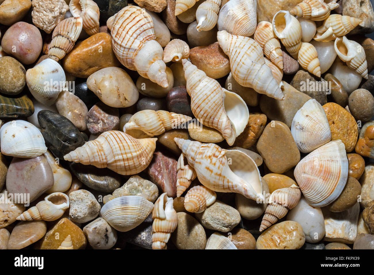 Still life de conchas fotografiadas en Queensland, Australia Beach Foto de stock