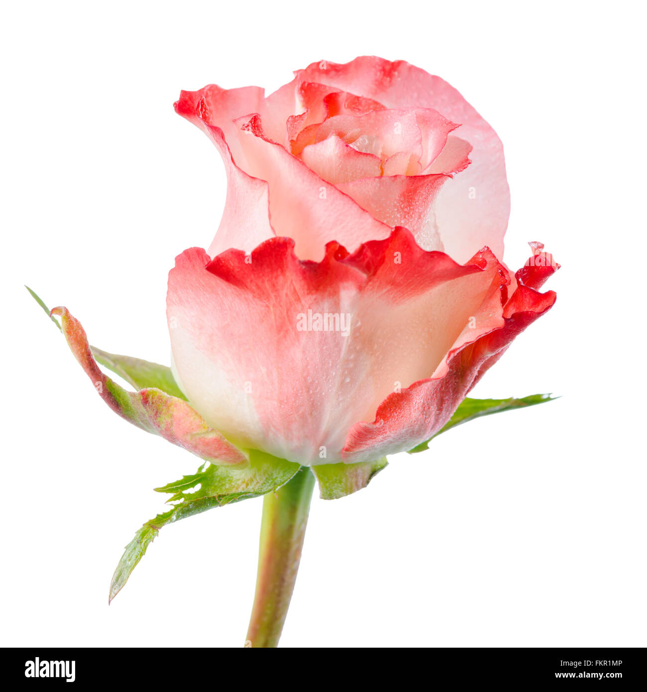 Cerca de la romántica abstracta hermosa flor rosa rosa con gotas está aislado sobre fondo blanco. Foto de stock