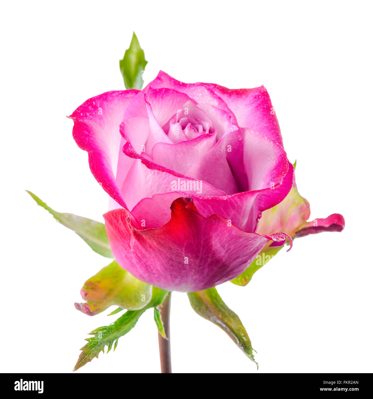 Cerca de la hermosa rosa rosa flor con el rocío está aislado sobre fondo blanco. Foto de stock