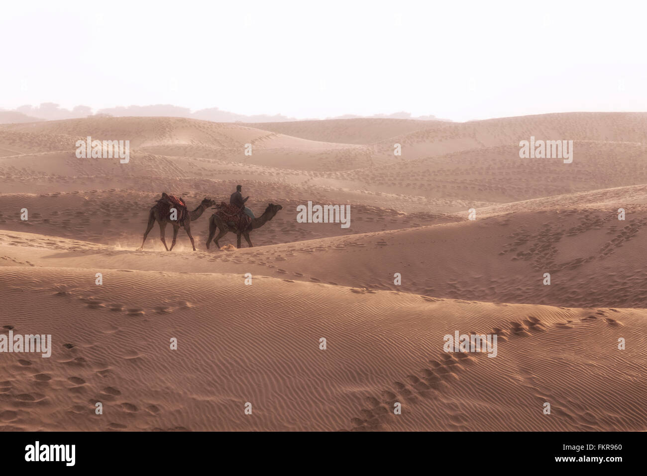 Nomad sobre un camello en el desierto de Thar, Rajasthan, India Foto de stock