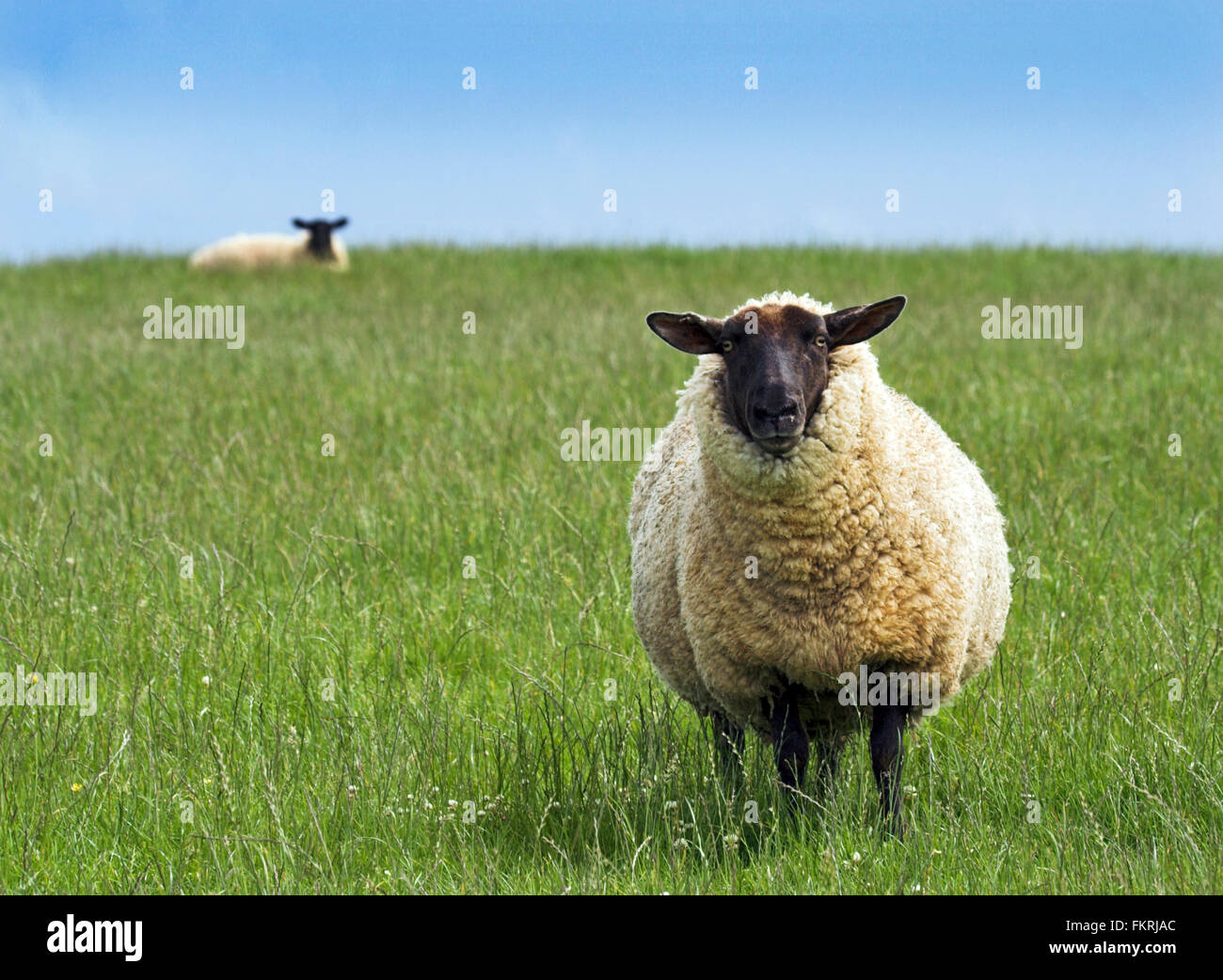 Suffolk negro frente oveja llamativa imagen con simple primer plano ovejas sobre hierba segunda oveja en el horizonte en los tercios en espacio de distancia para copia o texto. Foto de stock