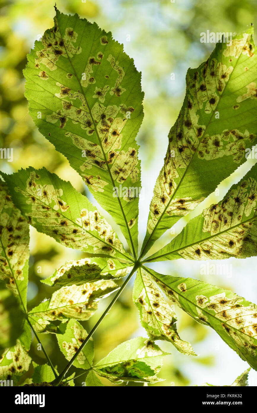 Detalle del minador de hojas (Cameraria ohridella) Daños en una de las hojas de los árboles de castaña de caballo (Aesculus hippocastanum) Foto de stock