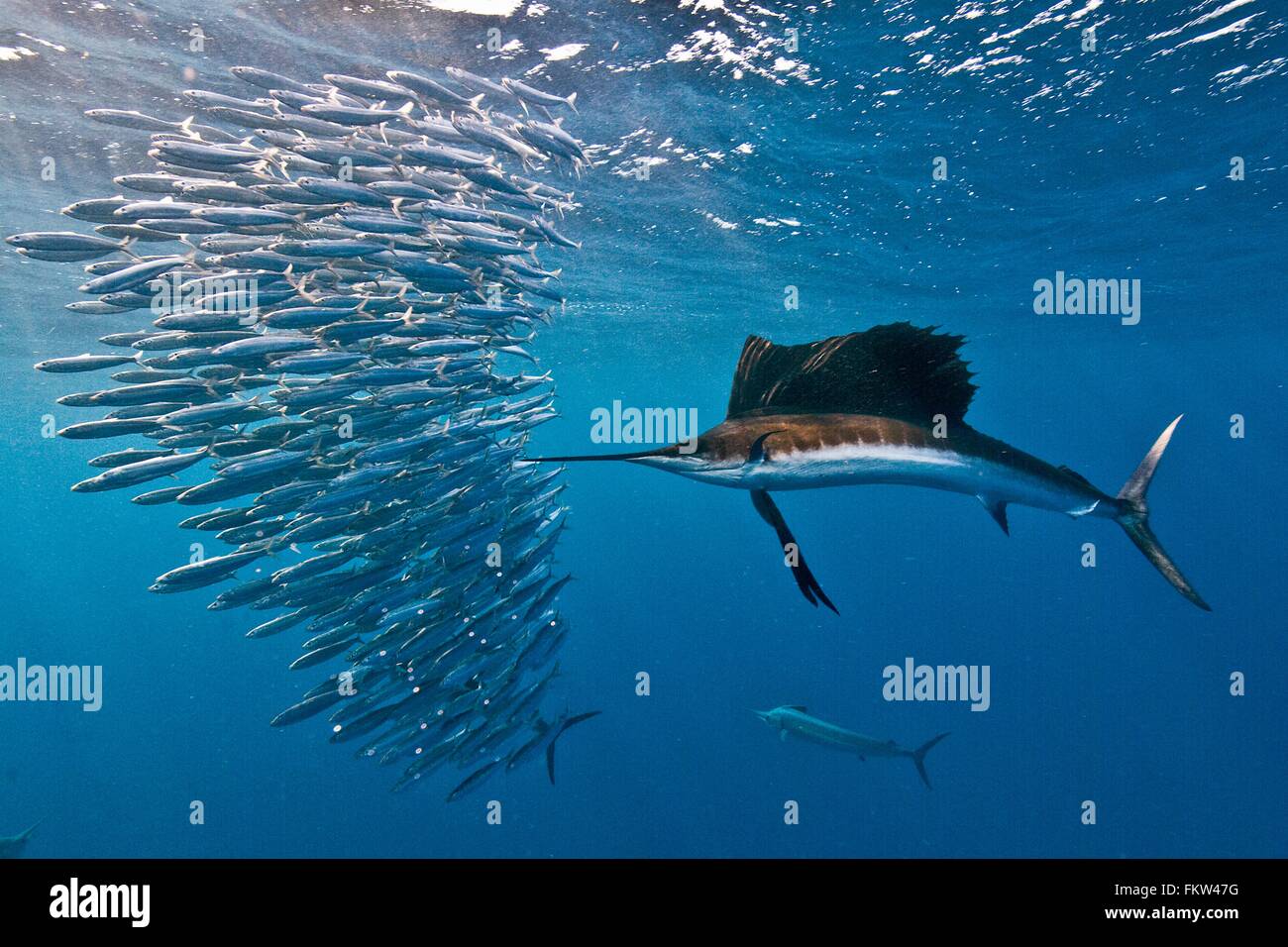 Pez vela (Istiophorus albicans) atacando una sardina baitball con la esperanza de golpear a uno con su ley serrada Isla Mujeres Foto de stock